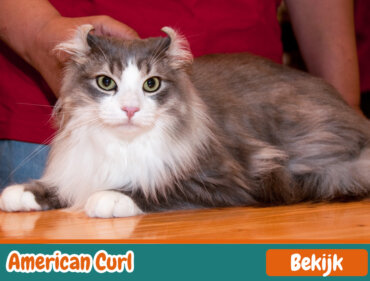 American Curl