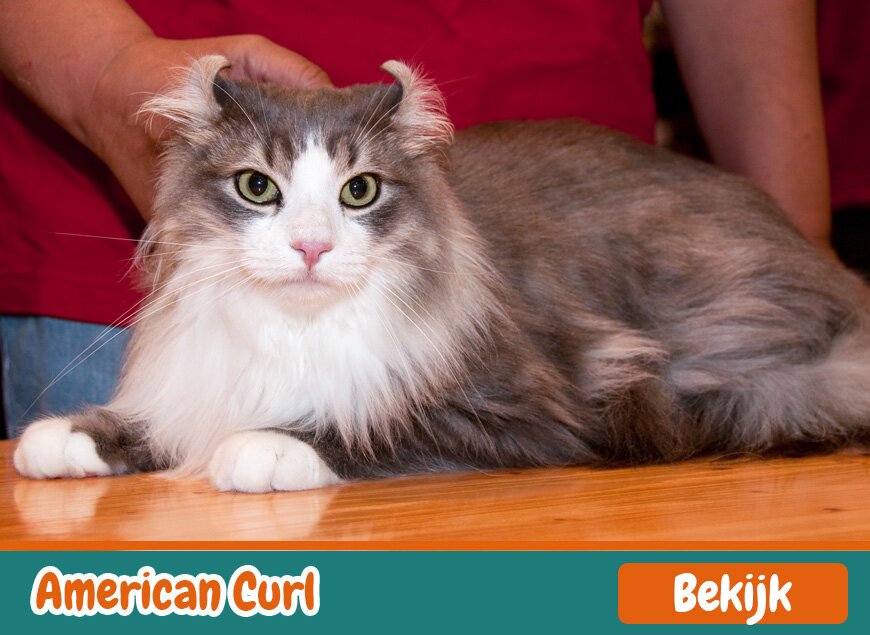 American Curl