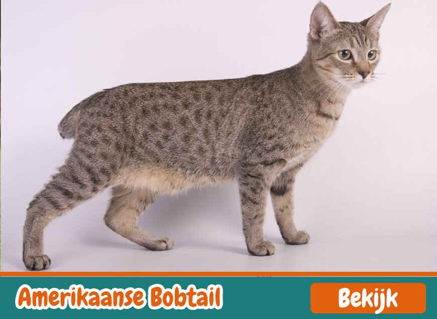 Amerikaanse Bobtail