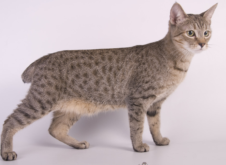 Amerikaanse Bobtail kattenvoer