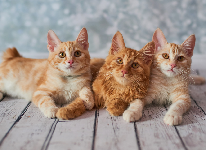 Amerikaanse Bobtail kittens