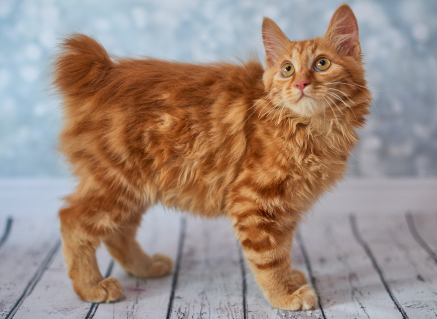 Amerikaanse Bobtail voeding